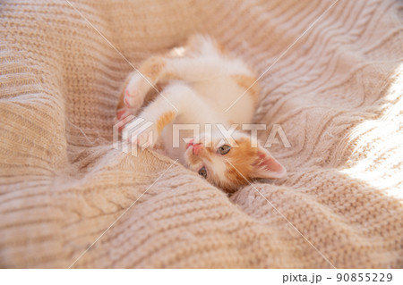 猫、抱き合う猫、子猫 90855229