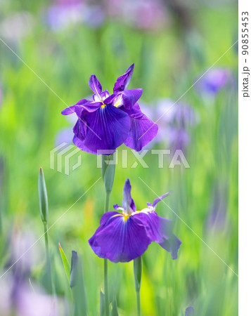 ハナショウブ 90855453