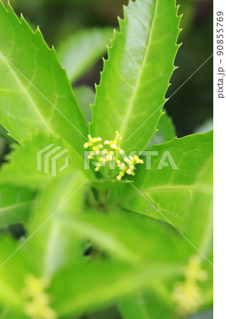 千両（センリョウ）の黄色い花 90855769