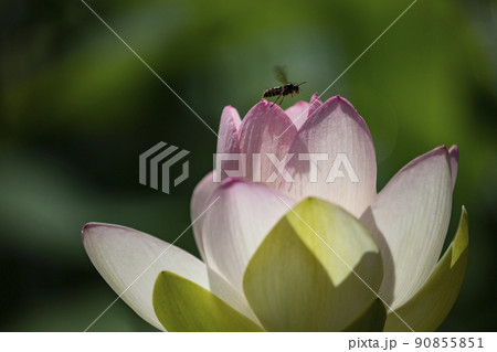 蓮の花 蓮の花 90855851
