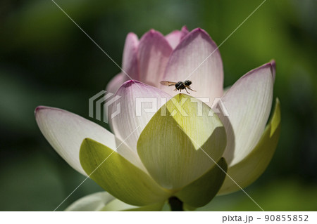 蓮の花 蓮の花 90855852