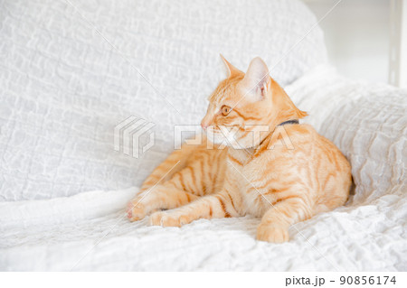 猫 猫 90856174