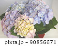 花瓶に活けたアジサイ　白背景 90856671