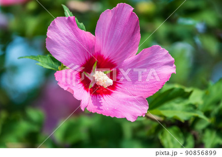 Pink flowers of Hibiscus moscheutos plant close-up. Hibiscus moscheutos, swamp hibiscus, Pink flowers of Hibiscus moscheutos plant close-up. Hibiscus moscheutos, swamp hibiscus, 90856899