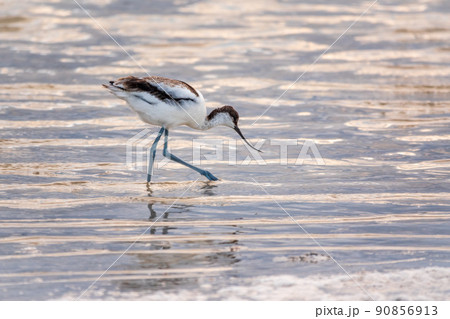Water bird pied avocet, Recurvirostra avosetta, feeding in the lake. The pied avocet is a large black and white wader with long, upturned beak 90856913
