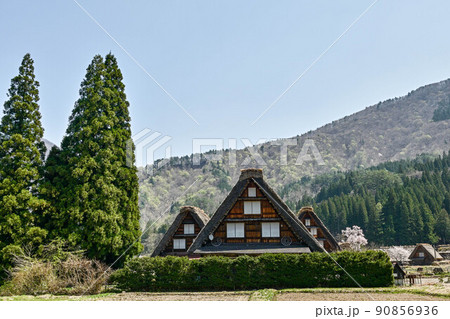 桜満開の白川郷の春景色 桜満開の白川郷の春景色 90856936