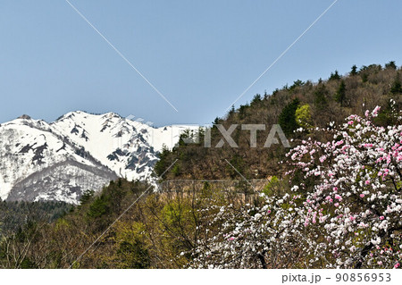 桜満開の白川郷の春景色 桜満開の白川郷の春景色 90856953