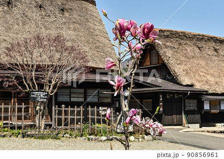 桜満開の白川郷の春景色 桜満開の白川郷の春景色 90856961