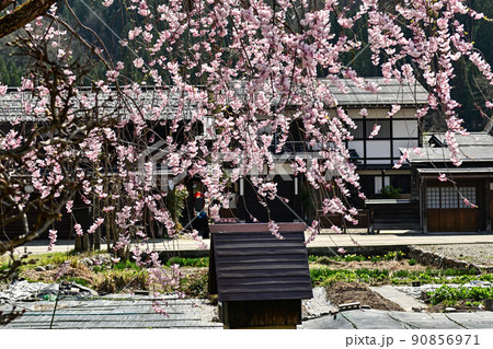 桜満開の白川郷の春景色 90856971