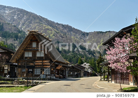 桜満開の白川郷の春景色 桜満開の白川郷の春景色 90856979