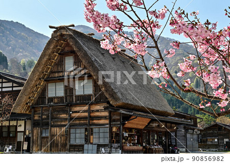 桜満開の白川郷の春景色 90856982