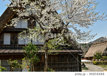 桜満開の白川郷の春景色 桜満開の白川郷の春景色 90856988