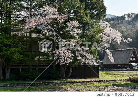 桜満開の白川郷の春景色 桜満開の白川郷の春景色 90857012