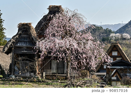 桜満開の白川郷の春景色 桜満開の白川郷の春景色 90857016