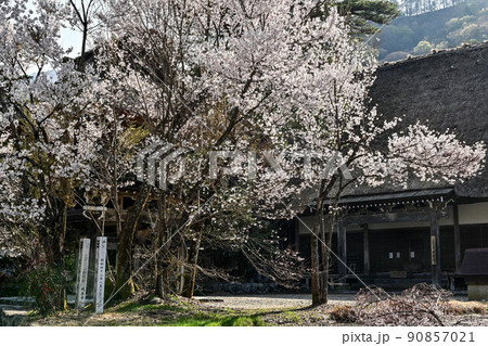 桜満開の白川郷の春景色 90857021