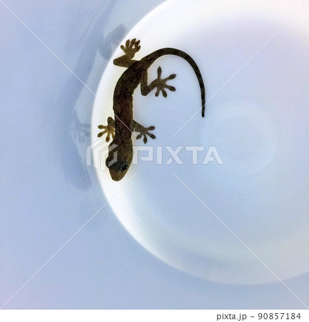 箱の中のヤモリ、白いケースの中のヤモリ、日中のヤモリ、おとなしいヤモリ 90857184