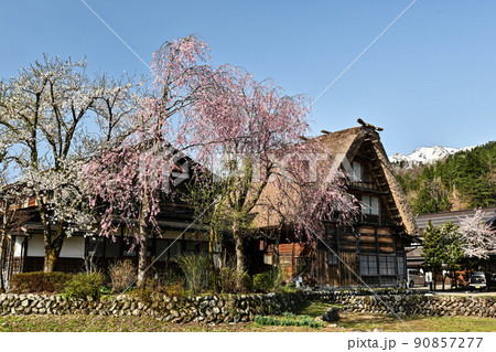 桜満開の白川郷の夕景 桜満開の白川郷の夕景 90857277