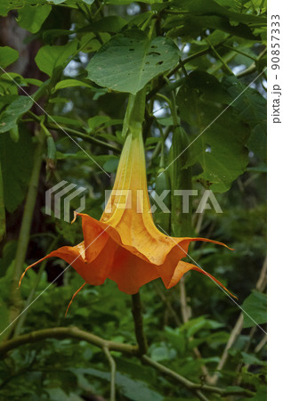 植物 工場 プランツ 90857333