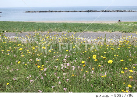 海岸に咲く花の風景 海岸に咲く花の風景 90857796