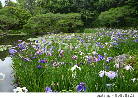 初夏の平安神宮神苑 白虎池に咲く花菖蒲が美しい 初夏の平安神宮神苑 白虎池に咲く花菖蒲が美しい 90858323