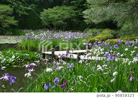 京都市の平安神宮神苑の白虎池が花菖蒲でいっぱい 京都市の平安神宮神苑の白虎池が花菖蒲でいっぱい 90858325