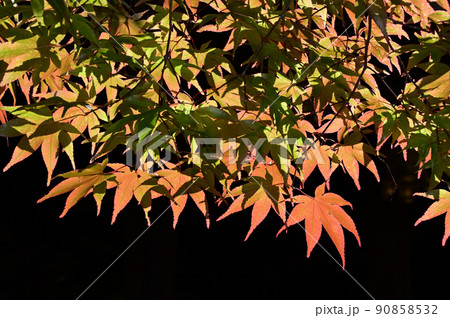 色づき始めたもみじ 90858532