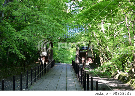 薬医門と青もみじ 90858535