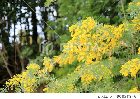 ミモザアカシアの花 ミモザアカシアの花 90858846