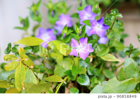 ツルニチニチソウの花 90858849
