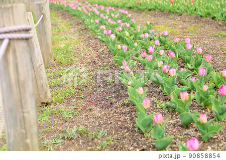 チューリップの花 チューリップの花 90858854