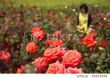 オレンジ色のバラの花畑と、遠くに佇む女性 オレンジ色のバラの花畑と、遠くに佇む女性 90859096