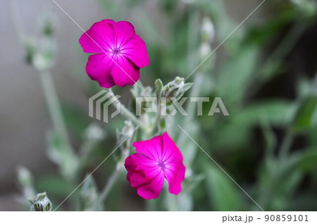 スイセンノウ（酔仙翁 ） 90859101