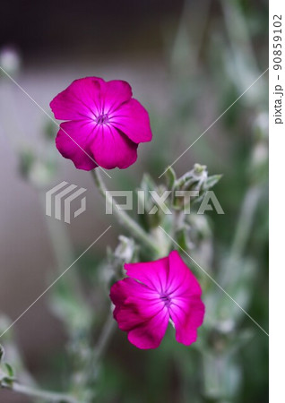 スイセンノウ（酔仙翁 ） 90859102