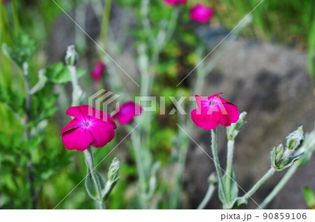 スイセンノウ（酔仙翁 ） 90859106