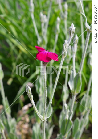 スイセンノウ（酔仙翁 ） 90859107