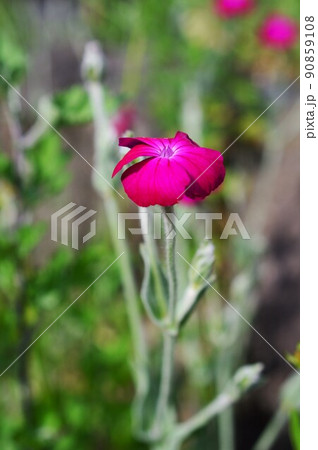 スイセンノウ(酔仙翁 ) スイセンノウ(酔仙翁 ) 90859108