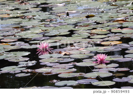 ピンクの花びらの睡蓮の花が咲く池の風景の写真素材 [90859493] - PIXTA