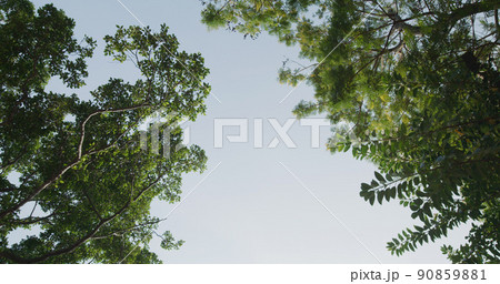 Low angle of view the tree 90859881