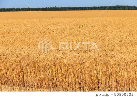 Field of ripe golden wheat 90860303