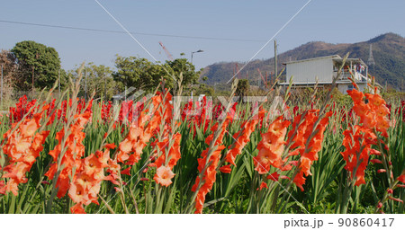 Red gladiolus flower farm with sunlight 90860417
