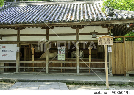 こんぴらさん　神馬　香川県琴平町 90860499
