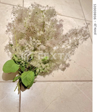 スモークツリーの花束 90860605