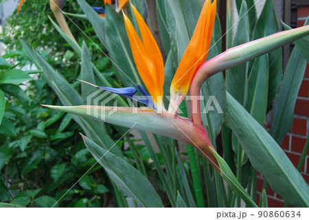 極楽鳥花 極楽鳥花 90860634