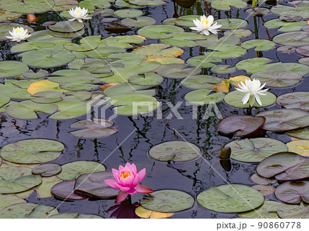 初夏　行船公園の睡蓮 90860778