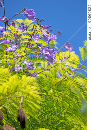 涼しげなジャカランダの花 涼しげなジャカランダの花 90860829