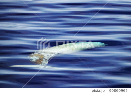 Cuvier Beaked Whale underwater near sea surface while breathing Cuvier Beaked Whale underwater near sea surface while breathing 90860965