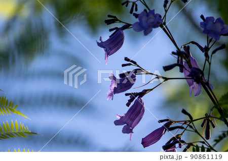 涼しげなジャカランダの花 涼しげなジャカランダの花 90861119