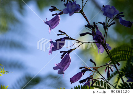 涼しげなジャカランダの花 涼しげなジャカランダの花 90861120
