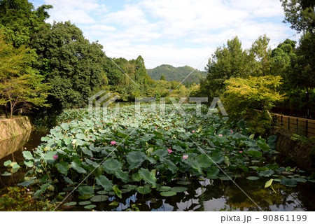 京都：嵐山　秋の小倉池の蓮　トロッコ嵐山駅前 90861199