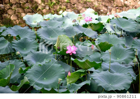 京都:嵐山 秋の小倉池の蓮の花 トロッコ嵐山駅前 京都:嵐山 秋の小倉池の蓮の花 トロッコ嵐山駅前 90861211